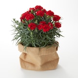 母の日　カーネーション　カンタービレ