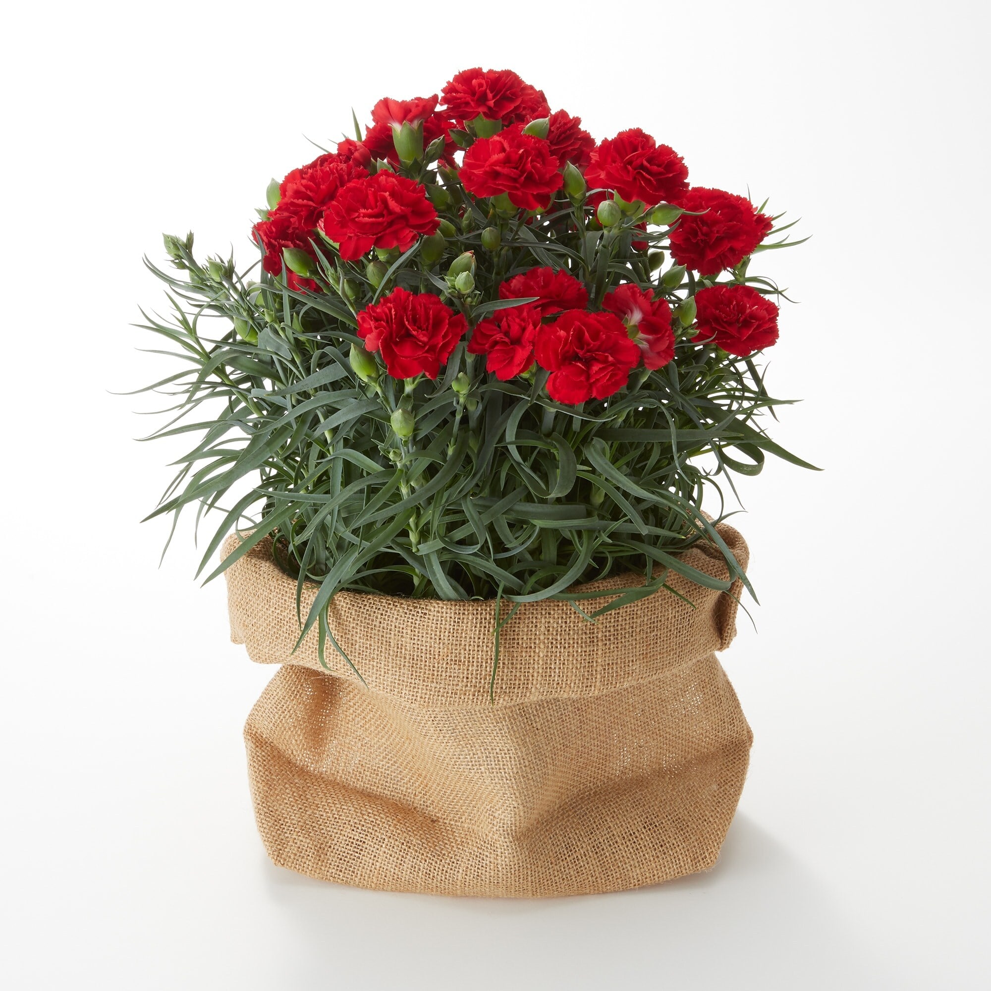 母の日　カーネーション　カンタービレ