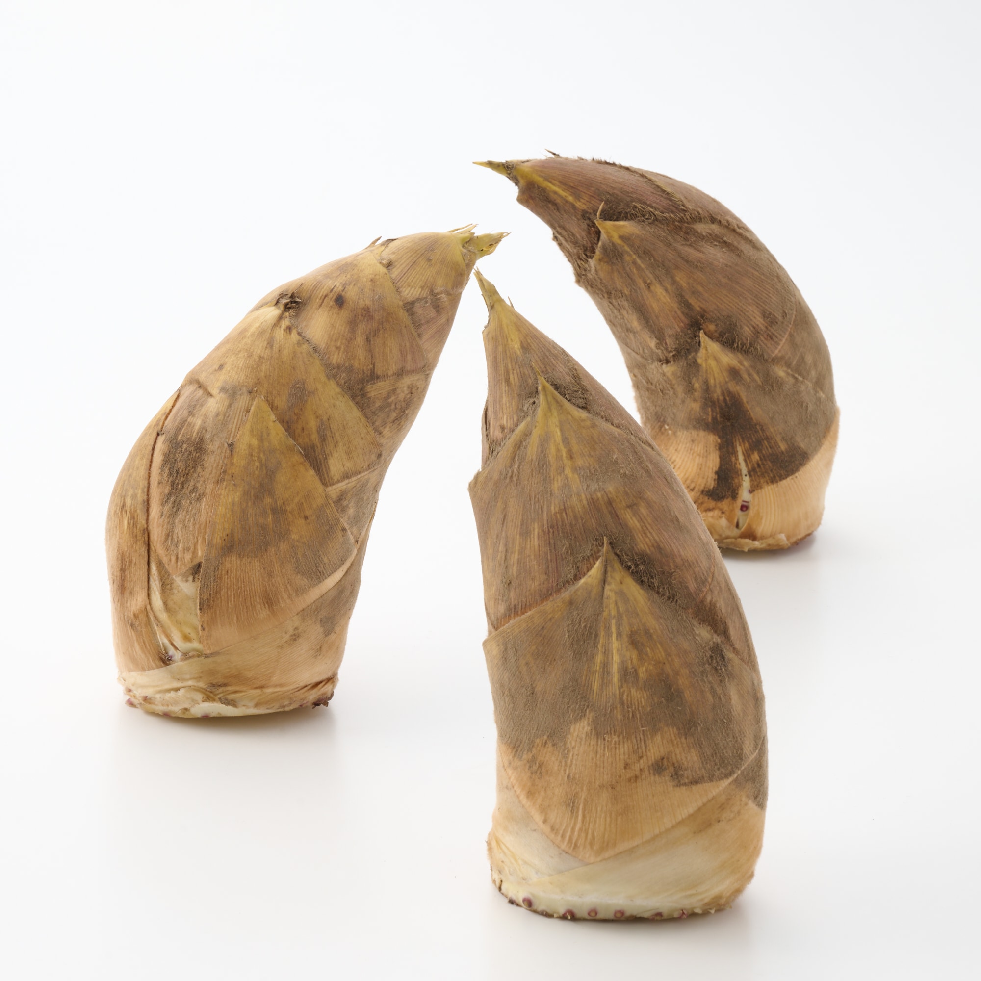 千葉県大多喜弓木産 ファーム渡辺の「白筍」 約２ｋｇ