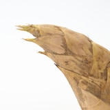 千葉県大多喜弓木産 ファーム渡辺の「白筍」 約２ｋｇ