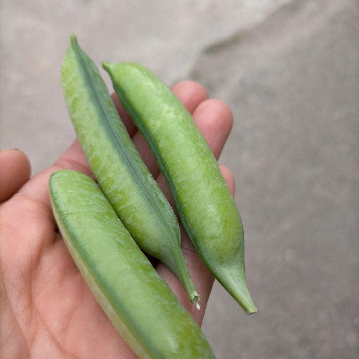 兵庫県　丹波篠山産　吉野農園の「うすいえんどう」１ｋｇ