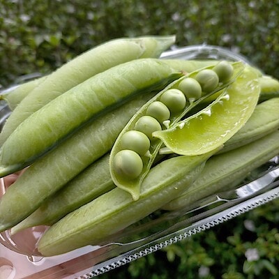 兵庫県　丹波篠山産　吉野農園の「うすいえんどう」１ｋｇ