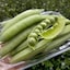 兵庫県　丹波篠山産　吉野農園の「うすいえんどう」１ｋｇ