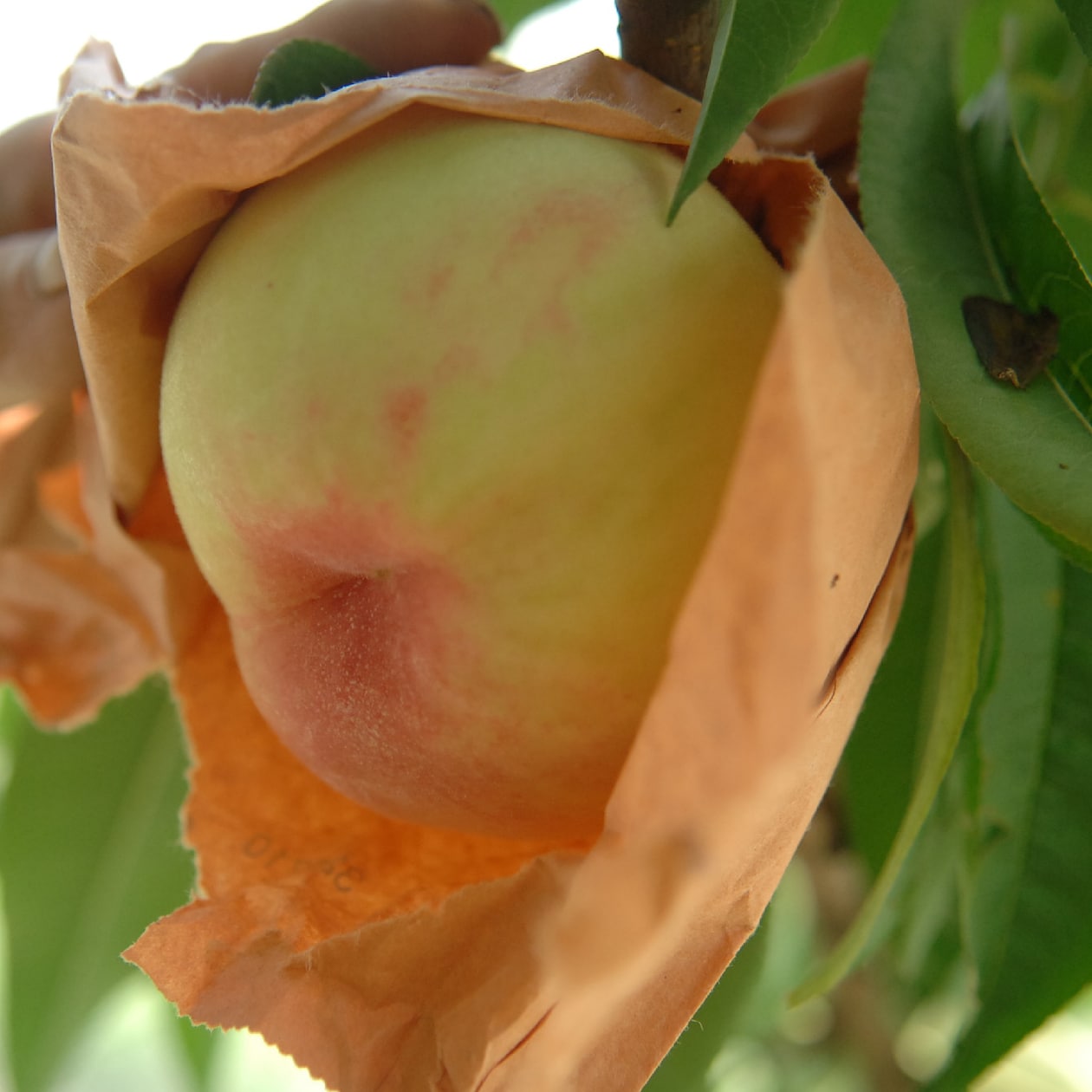 岡山県　総社もも生産組合の桃「白鳳」　約１．４ｋｇ（５玉）【ギフトにおすすめ】