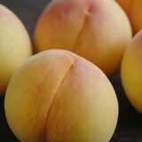 岡山県　総社もも生産組合の桃「黄ららのきわみ」　約１ｋｇ（３玉）