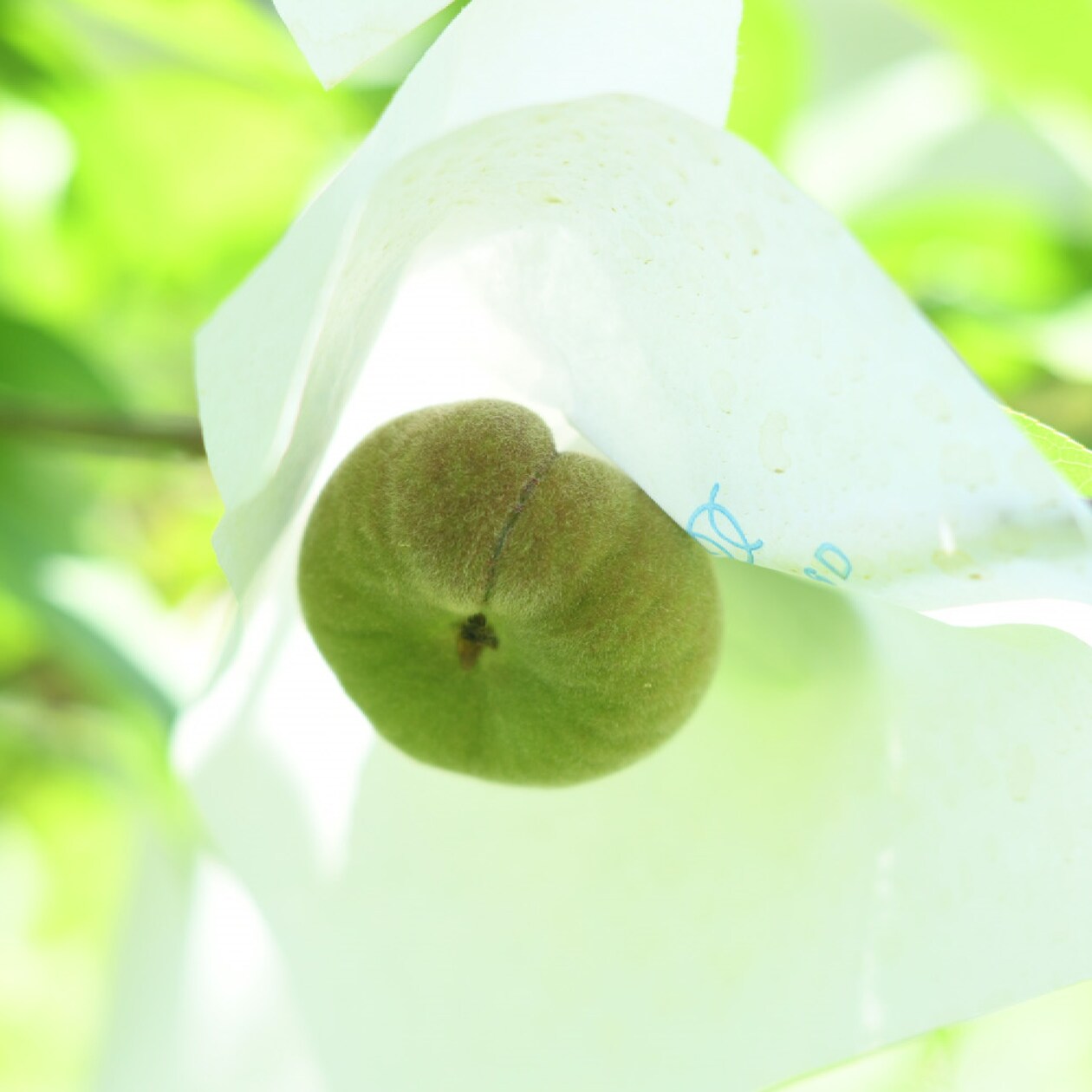 岡山県　総社もも生産組合の桃「蟠桃」　約900ｇ（6~8玉）