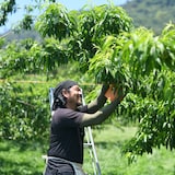 岡山県　総社もも生産組合の桃「陽だまりの詩」約２ｋｇ（５～７玉）【ギフトにおすすめ】