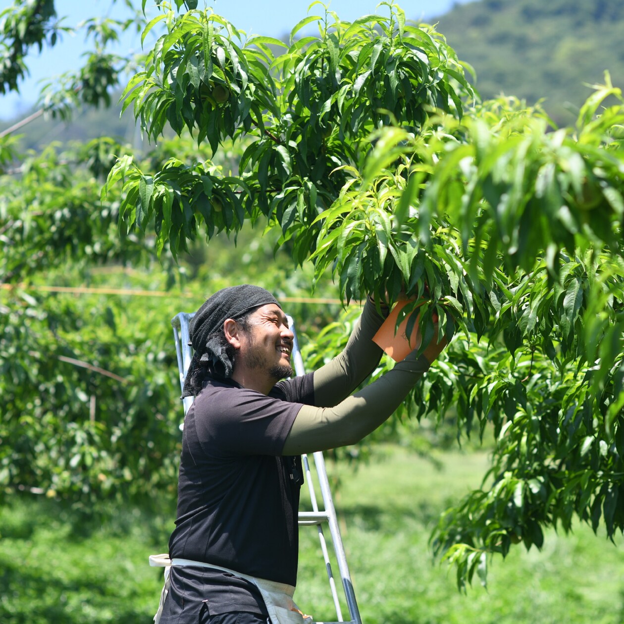 【３回お届け】岡山県　桃・ぶどう２種食べ比べ