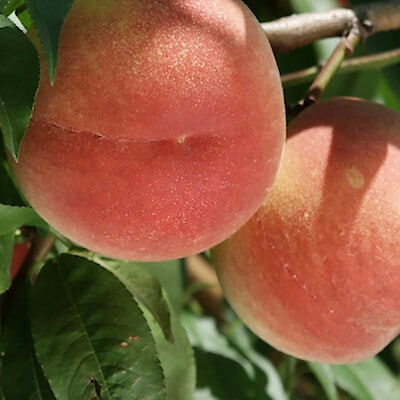 福島県産　たかはし果樹園の桃「暁星（ぎょうせい）」家庭用・約1.5ｋｇ