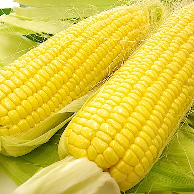 山梨県産　志田農園のとうもろこし（サニーショコラ・ライラ）家庭用・約３ｋｇ（７～８本）
