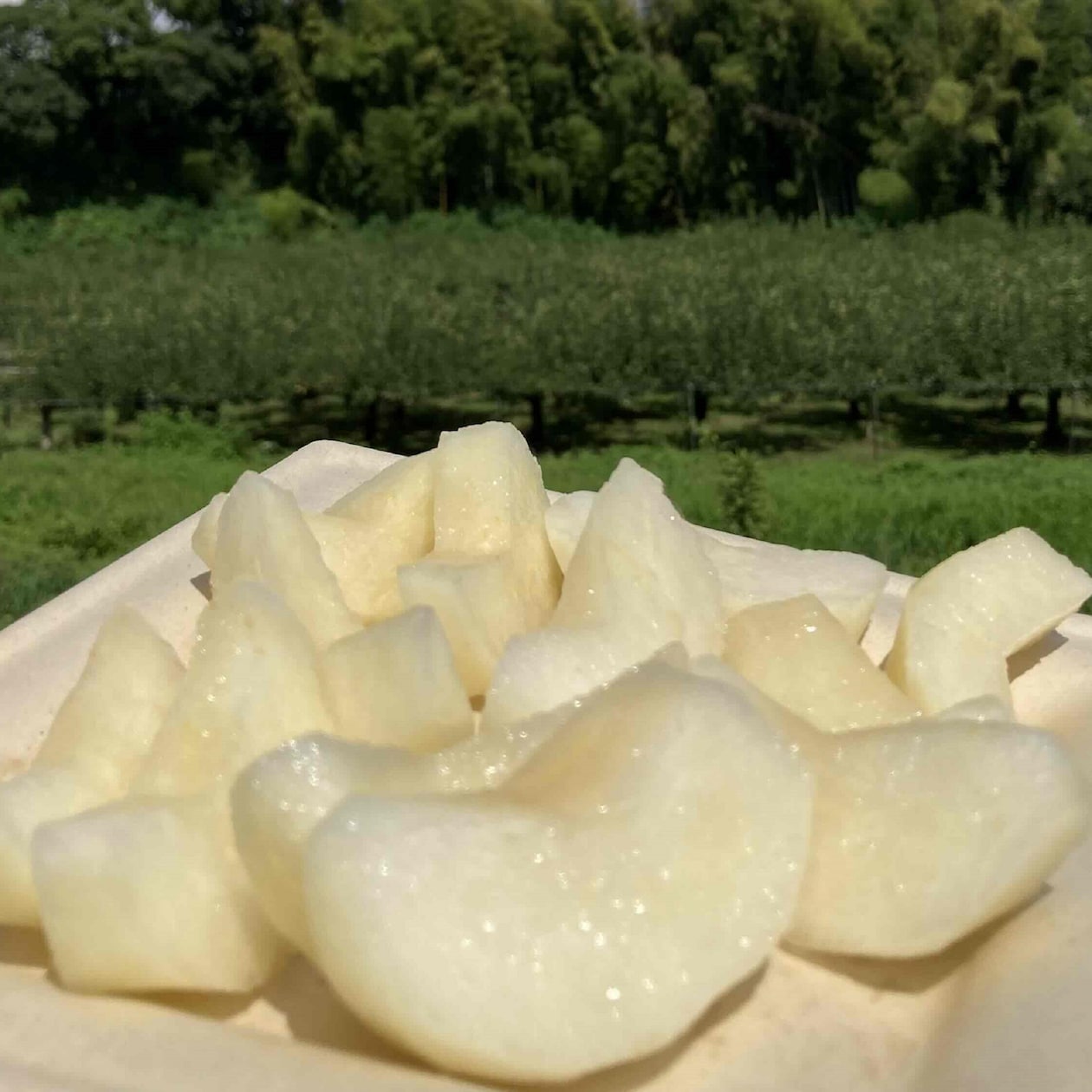 熊本県産　FRUITSGARDEN虹色の梨「あきづき」２ｋｇ