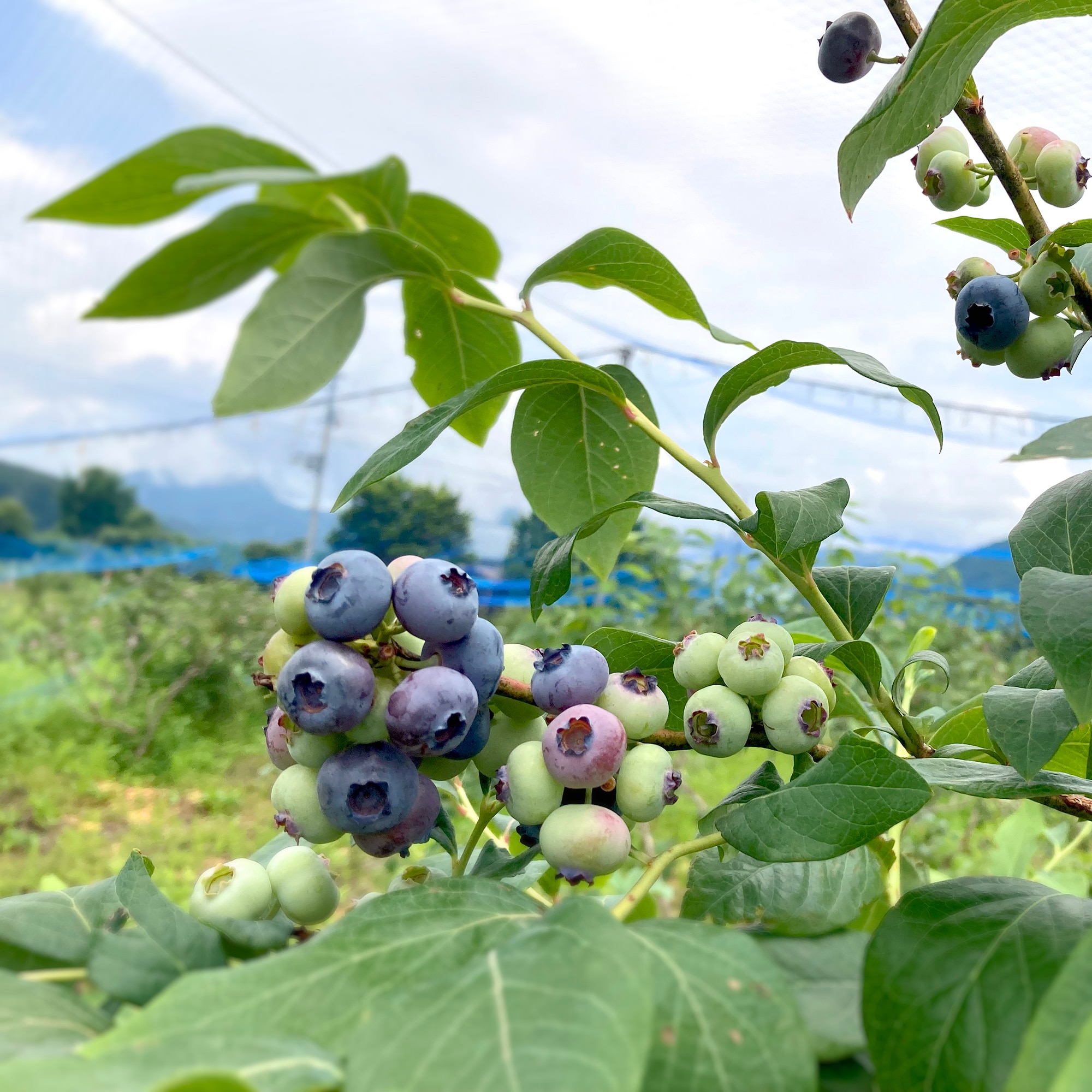 福島県産　南会津　あたごファームの「ブルーベリー」　約１ｋｇ（ＧＡＰ認証）