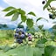 福島県　南会津産　あたごファームの「ブルーベリー」　約１ｋｇ