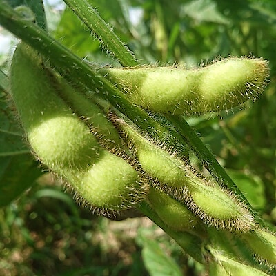 山形県産　大友惣兵衛の枝豆「茶豆」約５００ｇ