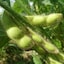 山形県産　大友惣兵衛の枝豆「茶豆」約５００ｇ