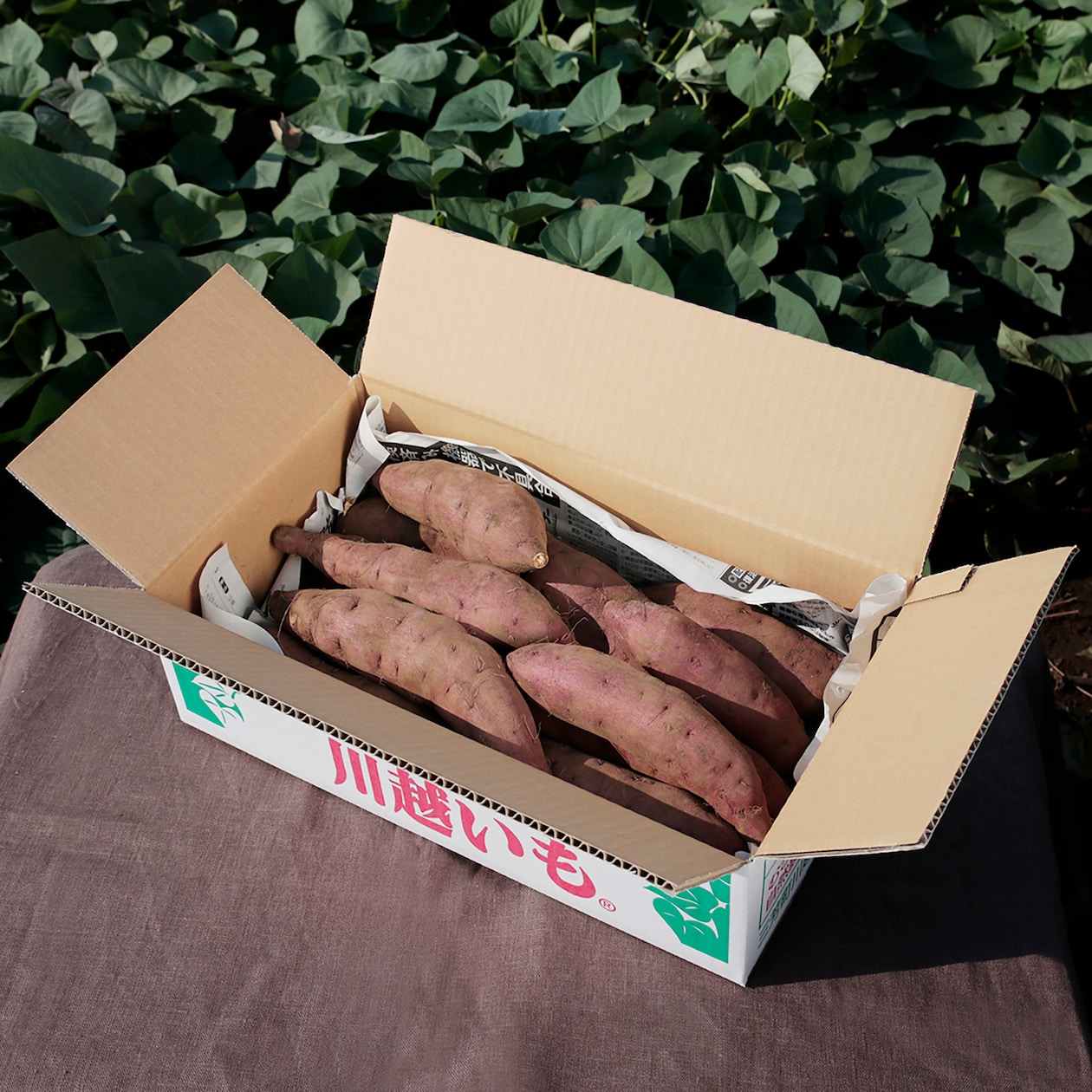 埼玉県産　むさし野自然農場のさつまいも「紅はるか」約３ｋｇ
