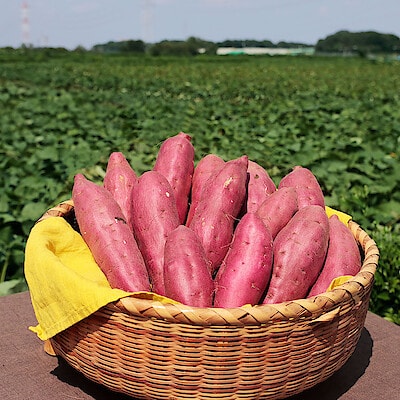 埼玉県産　むさし野自然農場のさつまいも「紅はるか」約３ｋｇ