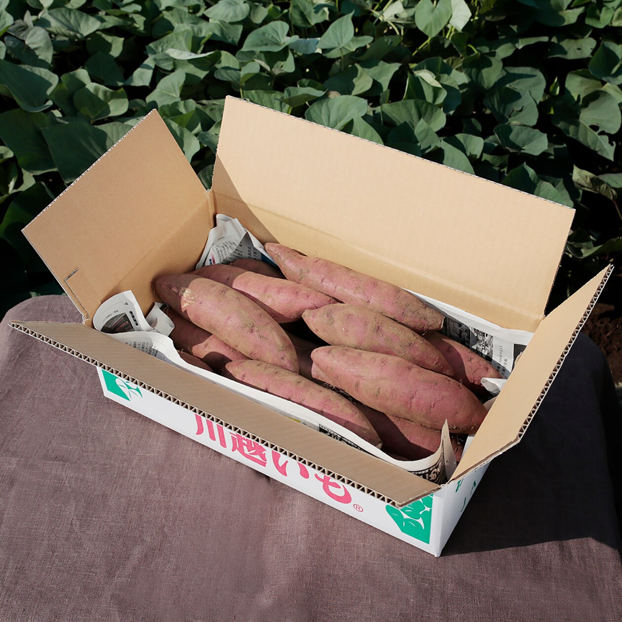 埼玉県産　むさし野自然農場のさつまいも「あいこまち」約３ｋｇ