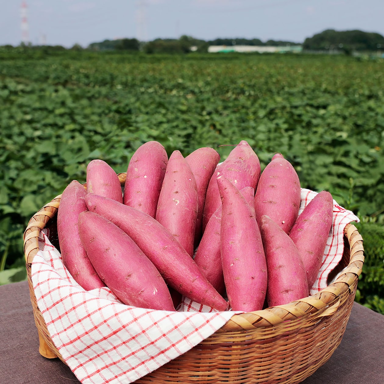 埼玉県産　むさし野自然農場のさつまいも「あいこまち」約３ｋｇ