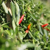 大分県　レストランサルディナス　辛味調味料「ヤバスコ（赤）」