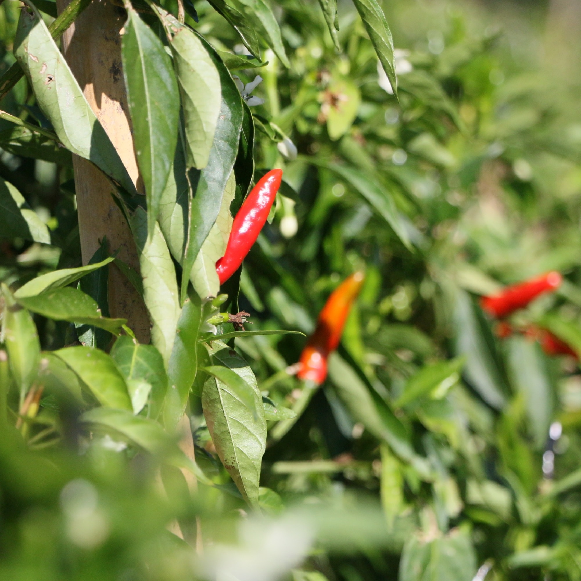 大分県　レストランサルディナス　辛味調味料「ヤバスコ（赤）」