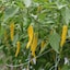   大分県　レストランサルディナス　辛味調味料 「ヤバスコ（黄）」