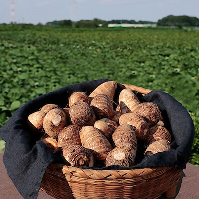 埼玉県産　むさし野自然農場の里芋「土垂」約３ｋｇ