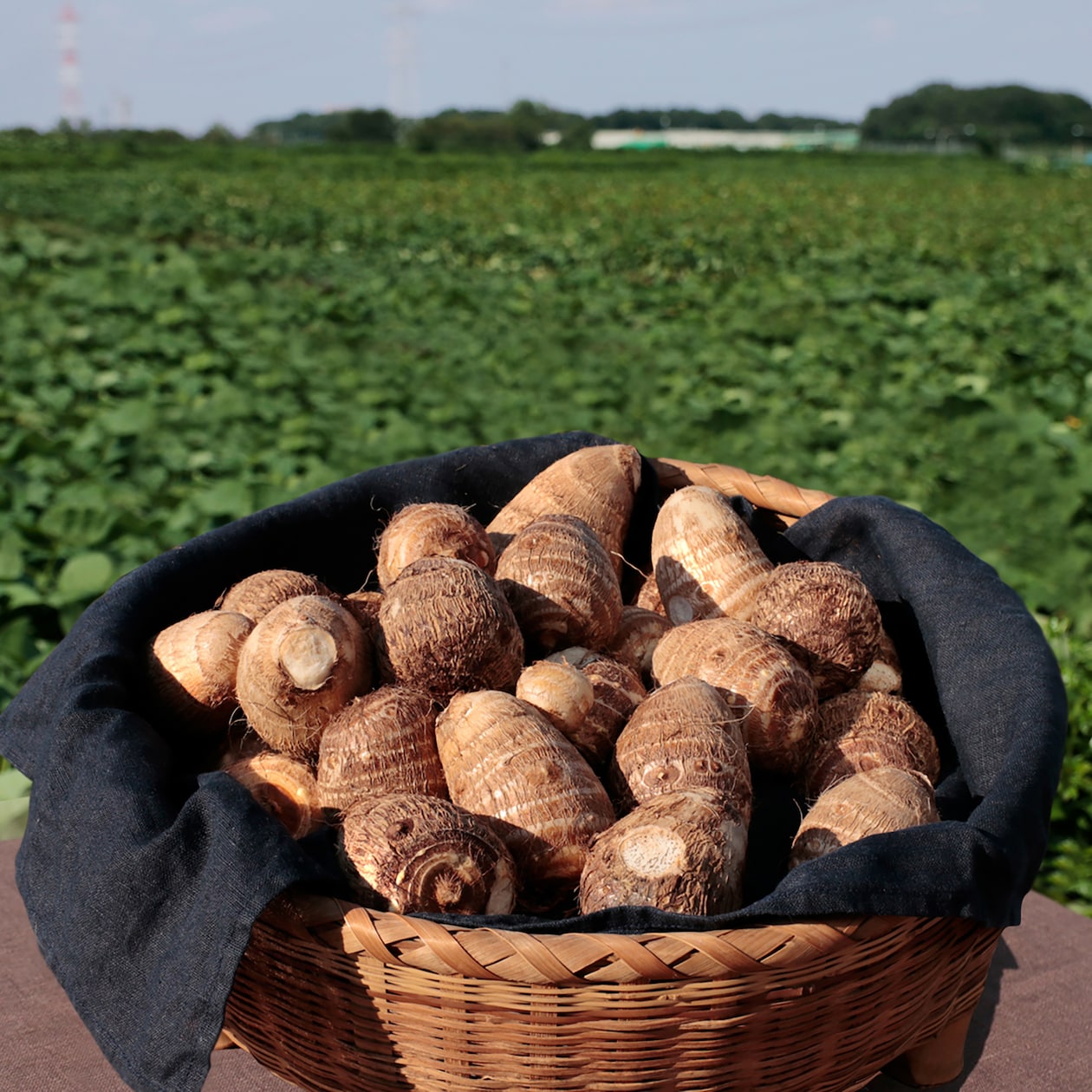 埼玉県産　むさし野自然農場の里芋「土垂」約３ｋｇ