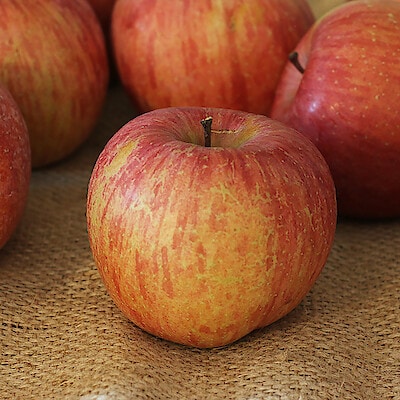 山形県産　中川果樹園のりんご「樹上完熟ふじ」家庭用・約３ｋｇ（９～１１玉）　