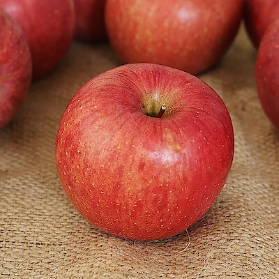 山形県産　中川果樹園のりんご「樹上完熟ふじ」約３ｋｇ（７～１２玉）【ギフトにおすすめ】　