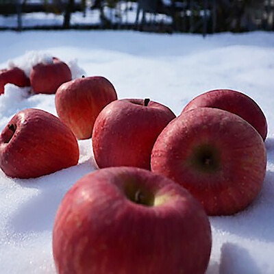 山形県産　中川果樹園の「完熟雪室りんご」約３ｋｇ（１０～１４玉）