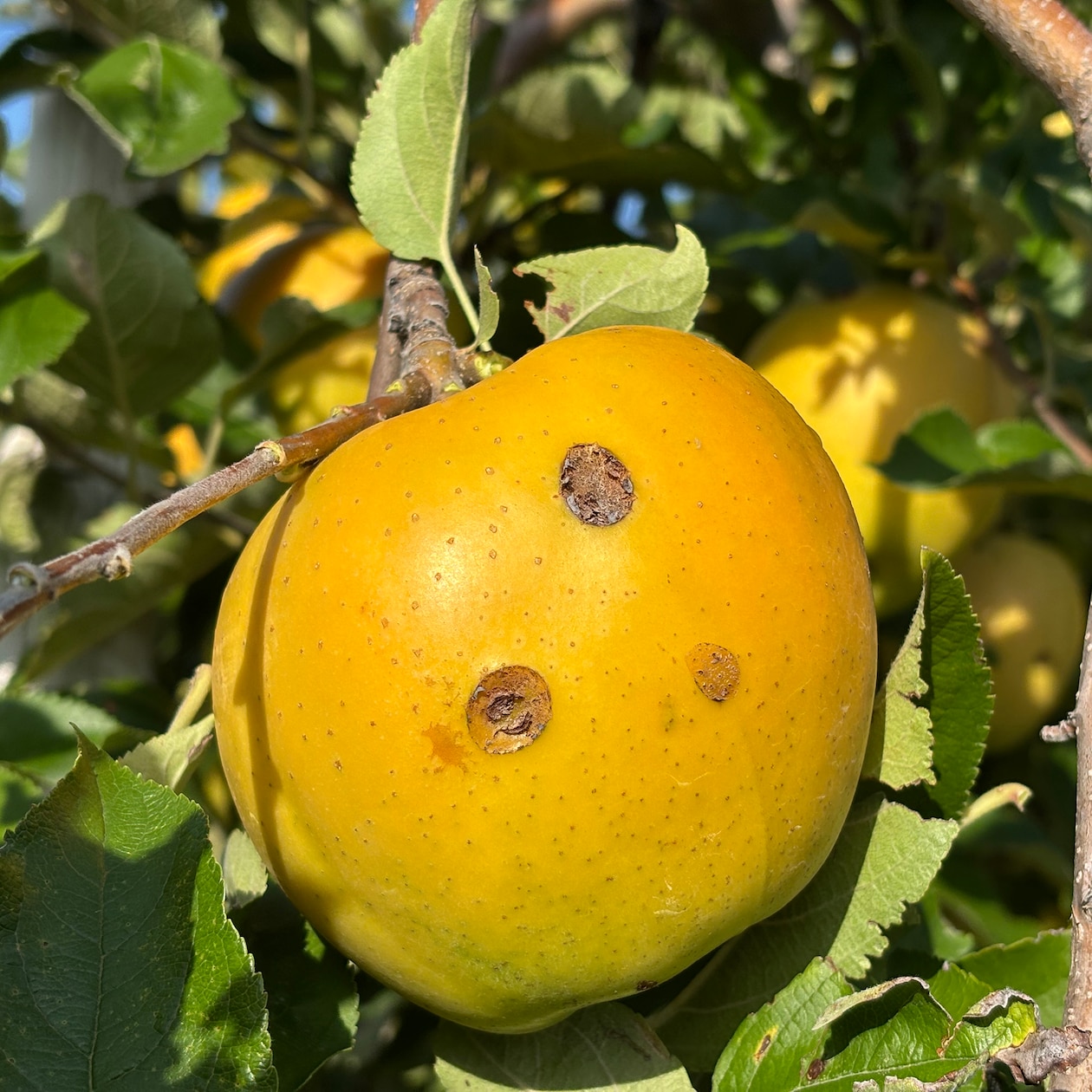 信州須坂産　展伸園の「雹害りんご」3種セット（なかののきらめき・名月・ムーンルージュ）約３ｋｇ（7〜11玉）