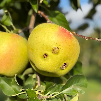信州須坂産　展伸園の「雹害りんご」3種セット（なかののきらめき・名月・ムーンルージュ）約３ｋｇ（7〜11玉）