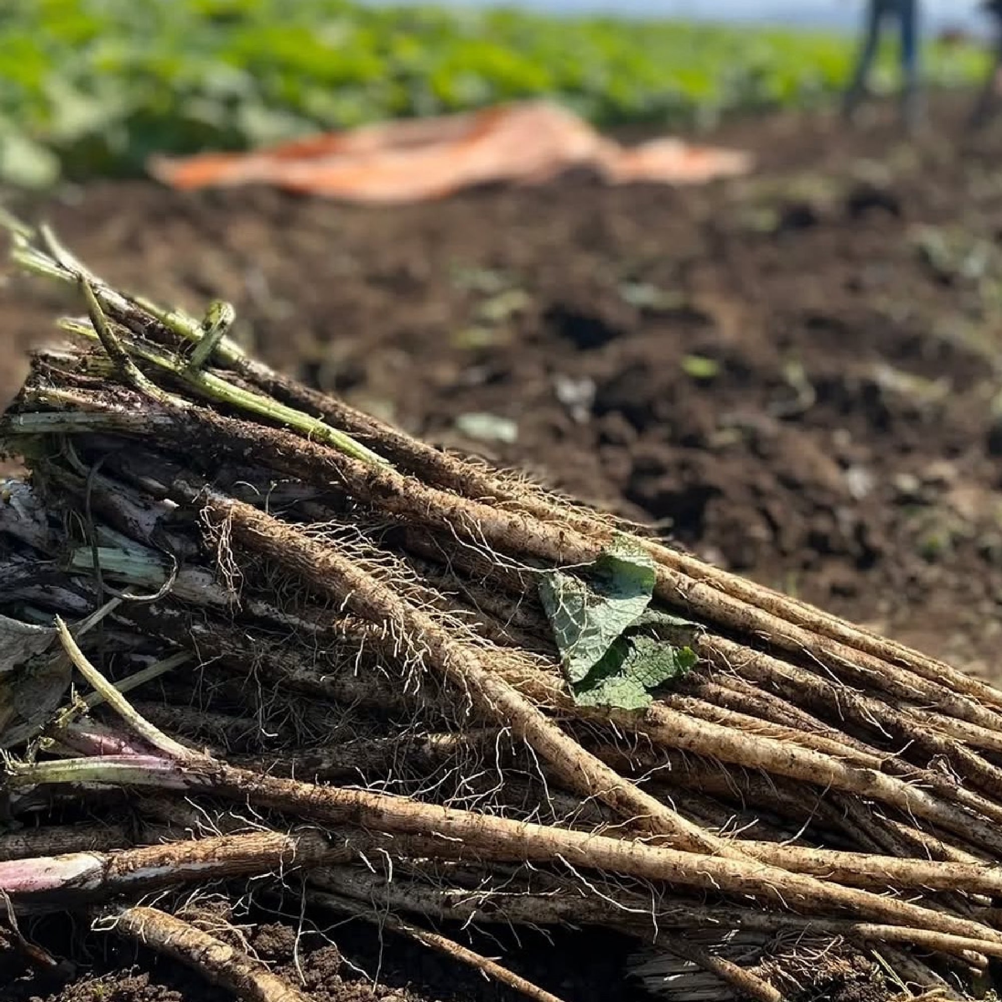熊本県菊池市　おくむら農園　　絹肌ごぼう　２ｋｇ