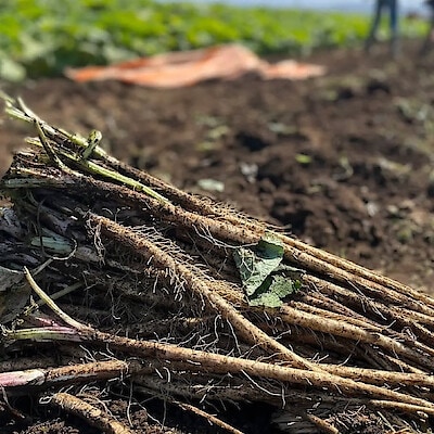 熊本県菊池市　おくむら農園　　絹肌ごぼう　２ｋｇ