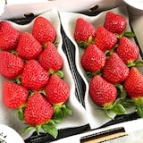 熊本県玉名市　多幸寿のいちご　「肥後こまち」「ゆうべに」食べ比べ　各２５０ｇ