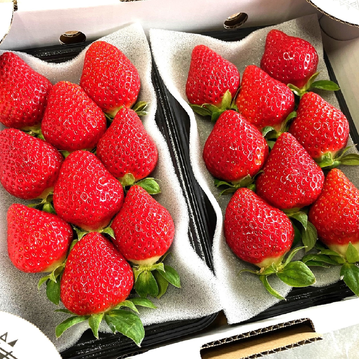 熊本県玉名市　多幸寿のいちご　「肥後こまち」「ゆうべに」食べ比べ　各２５０ｇ