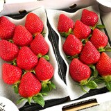 熊本県玉名市　多幸寿のいちご　「肥後こまち」「ゆうべに」食べ比べ　各２５０ｇ