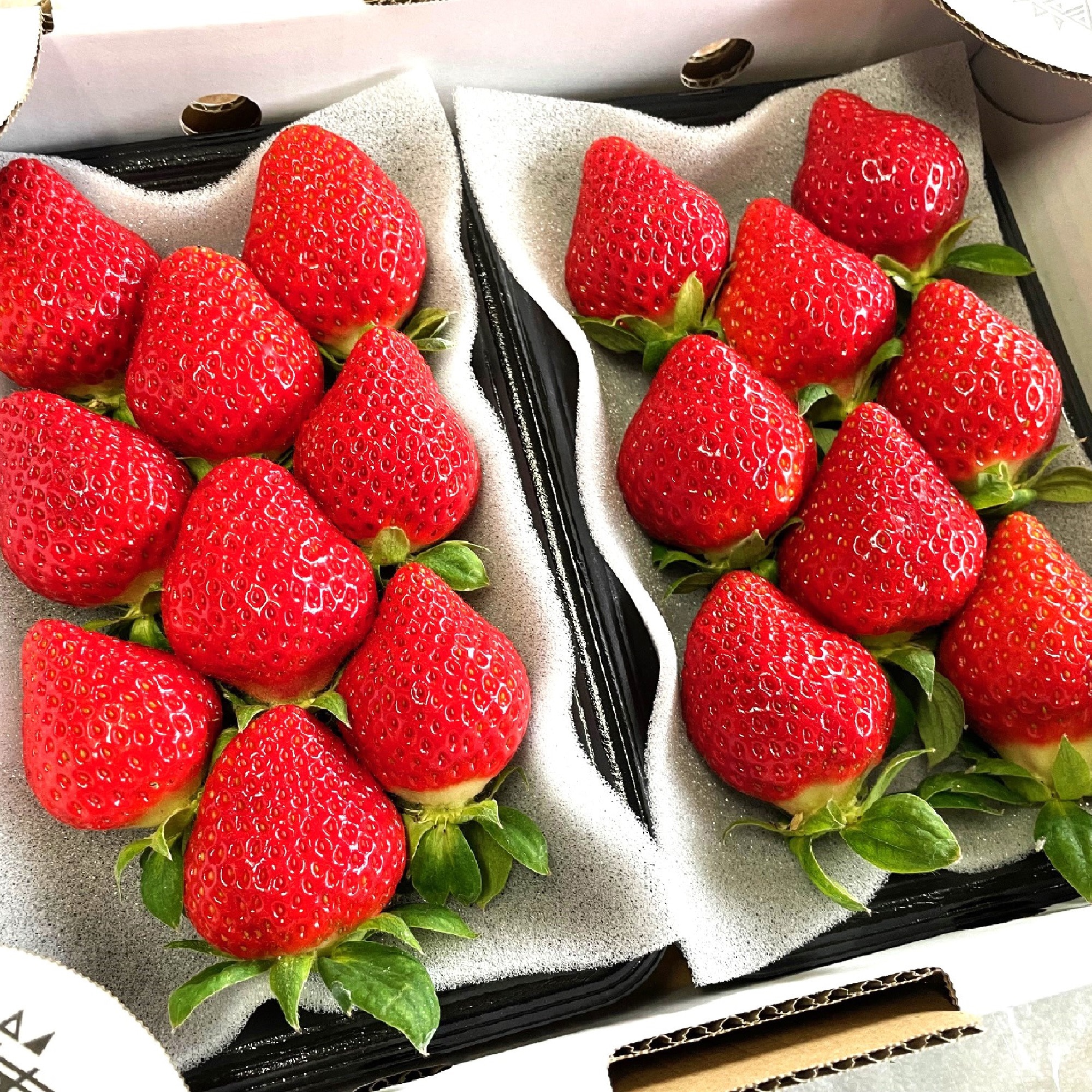 熊本県玉名市　多幸寿のいちご　「肥後こまち」「ゆうべに」食べ比べ　各２５０ｇ