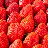 熊本県玉名市　多幸寿のいちご　「肥後こまち」「ゆうべに」食べ比べ　各２５０ｇ