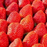 熊本県玉名市　多幸寿のいちご　「肥後こまち」「ゆうべに」食べ比べ　各２５０ｇ