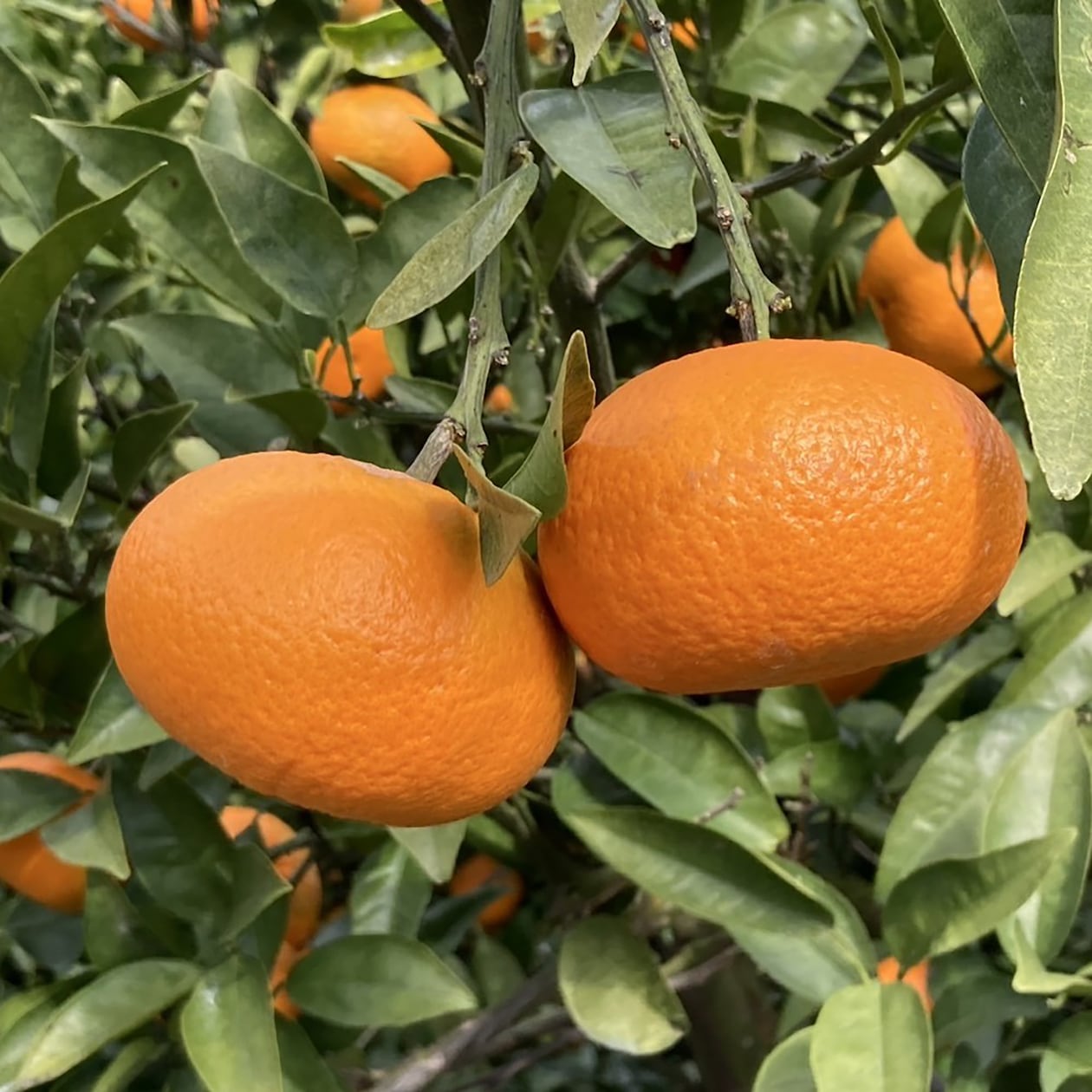 愛媛県産　田縁農園の柑橘「あいおとめ」約２.５ｋｇ（２０～３０玉）