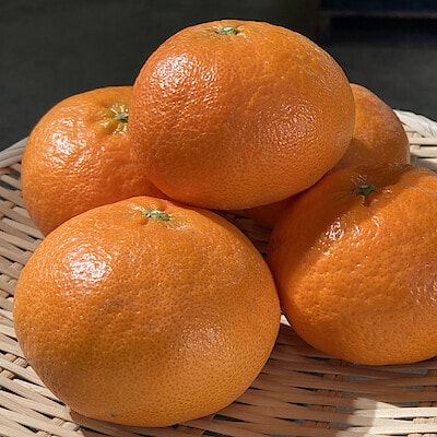 愛媛県産　田縁農園の柑橘「甘平」約２ｋｇ（９～１５玉入り）