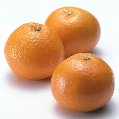 愛媛県産　田縁農園の柑橘「いよかん」約５ｋｇ（１５～２５玉入り）