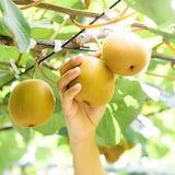 香川県　キウイバードのキウイ「おっきいたまご」約９６０ｇ（5～6玉）