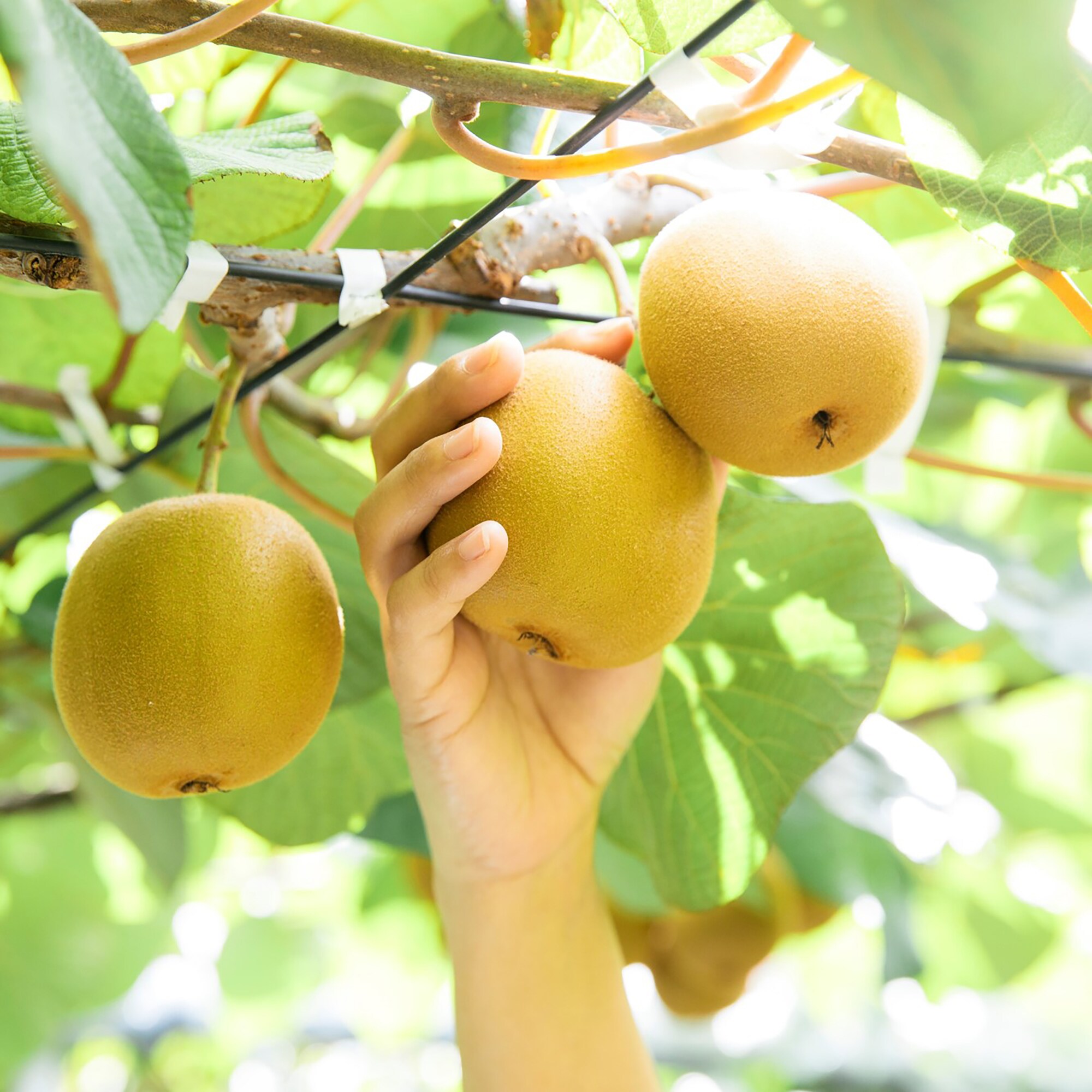 香川県　キウイバードのキウイ「おっきいたまご」約９６０ｇ（5～6玉）