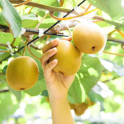 香川県　キウイバードのキウイ「おっきいたまご」約１．４ｋｇ（６～9玉）【ギフトにおすすめ】
