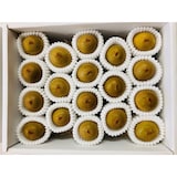 香川県　キウイバードの「キウイのたまご」約１.１ｋｇ（１６～２３玉）【ギフトにおすすめ】