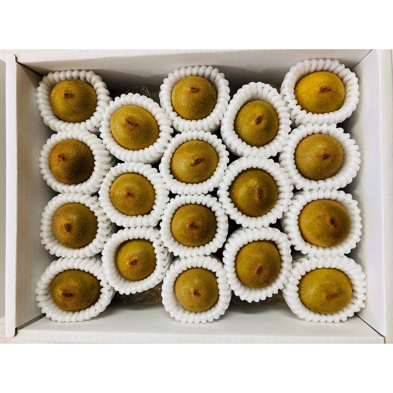 香川県　キウイバードの「キウイのたまご」約１.１ｋｇ（１６～２３玉）【ギフトにおすすめ】