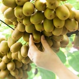 香川県　キウイバードの「キウイのたまご」約１.１ｋｇ（１６～２３玉）【ギフトにおすすめ】